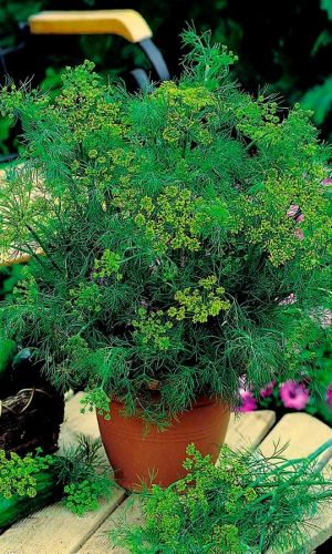 Укроп ПУЧКОВЫЙ АРОМАТНЫЙ