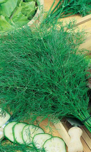 Укроп САЛЮТ