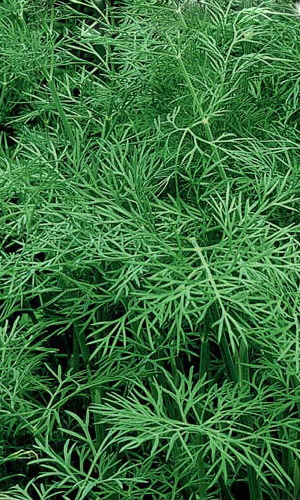 Укроп СИМФОНИЯ