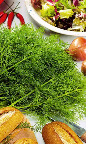 Укроп ТЕТРА