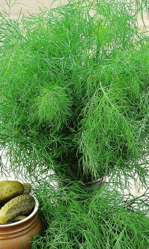 Укроп ЗОНТИК