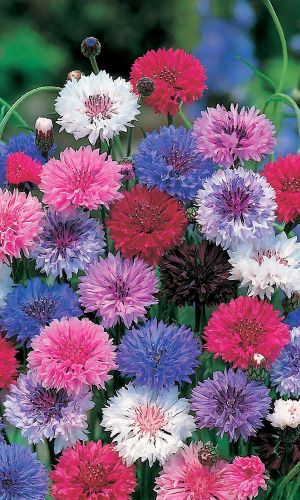 Василёк КОНФЕТТИ