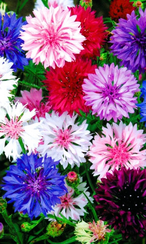 Василёк ЯРКАЯ СМЕСЬ