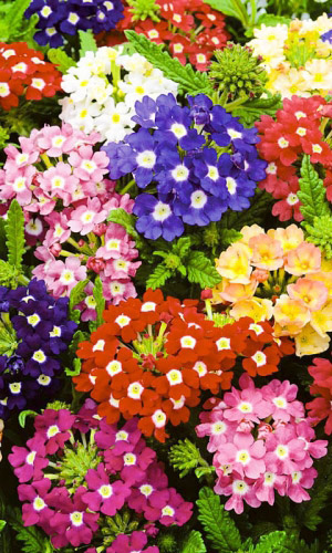 Вербена ИДЕАЛ