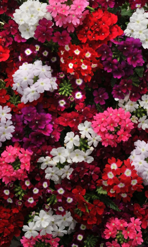 Вербена МЕРЛО МИКС крупноцветковая