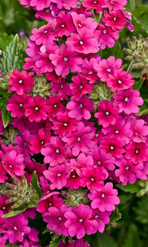 Вербена МАДЖЕНТА гибридная