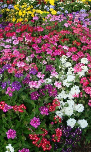 Вербена тонкорассечённая СМЕСЬ ОКРАСОК