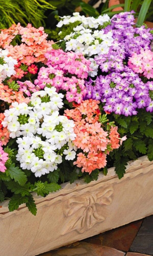 Вербена ЗВЁЗДНАЯ ПЫЛЬ гибридная