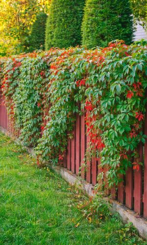 Виноград ДЕВИЧИЙ