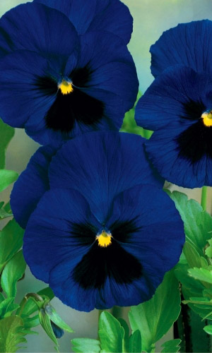 Виола ЛУННАЯ НОЧЬ