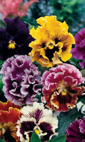 Виола РОКОКО ЦВЕТНЫЕ КРУЖЕВА микс