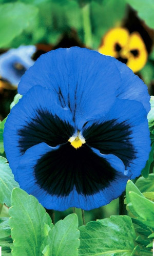 Виола УЛЬСВОТЕР