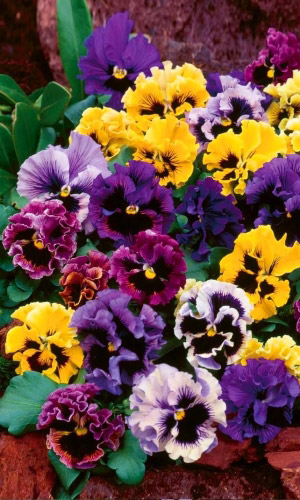 Виола ВИКТОРИАНСКАЯ