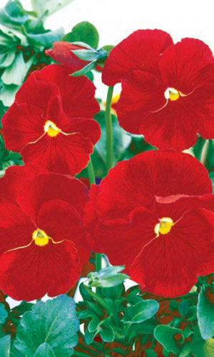 Виола ЯСНЫЕ КРИСТАЛЛЫ РЕД