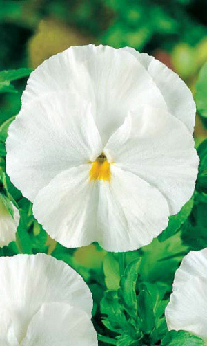 Виола ЯСНЫЕ КРИСТАЛЛЫ ВАЙТ