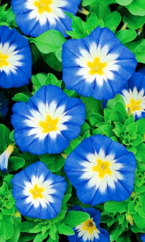 Вьюнок СИНИЙ ВАЛЬС