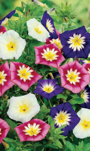 Вьюнок СМЕСЬ ОКРАСОК