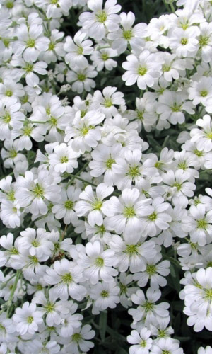 Ясколка СНЕЖНЫЙ КОВЁР