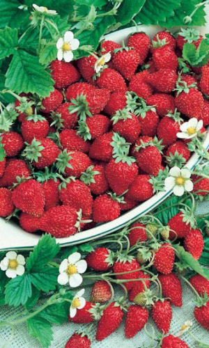 Земляника АЛЕКСАНДРИНА