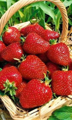 Земляника ЧЕЛЯБИНСКИЙ МЕТЕОРИТ