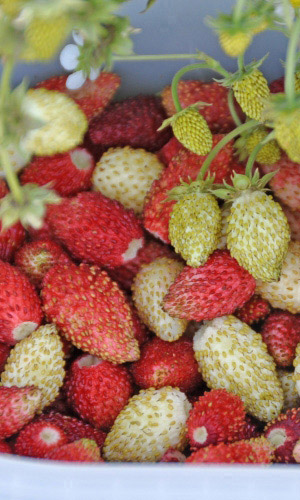 Земляника КЛУБНИКА СО СЛИВКАМИ