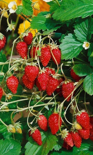 Земляника ЛЕСНАЯ СКАЗКА