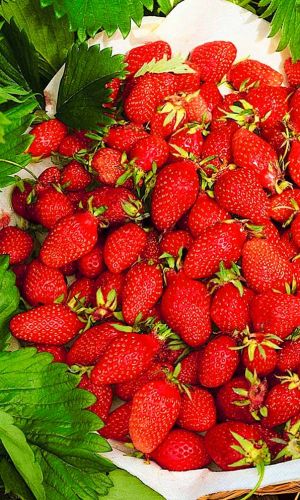 Земляника МЕДОВЫЙ МИЛЛИОН