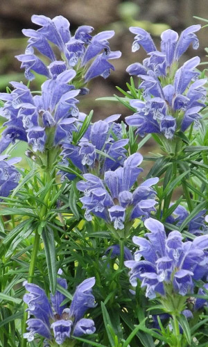 Змееголовник лимонный (мелиса турецкая) АРХАТ