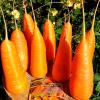 Морковь ШАНТЕНЭ РОЯЛ