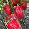 Перец МЕГАТОН КРАСНЫЙ F1