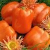 Перец МЕГАТОН ОРАНЖЕВЫЙ F1