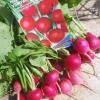 Редис УЛЬТРАСКОРОСПЕЛЫЙ