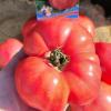 Томат ГРОМИЛА F1