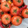 Томат СИБИРСКАЯ ГИРЛЯНДА F1