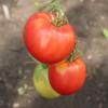 Томат ВЕЛЬМОЖА